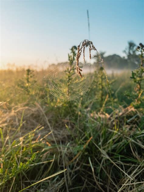 Dew Drops On Spider Web In Morning Meadow Spiderweb Net Trap Stock