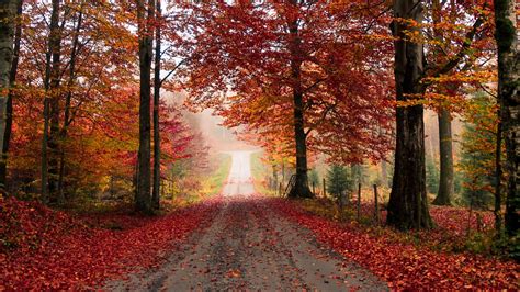 Download Wallpaper 1920x1080 Road Trees Autumn Foliage