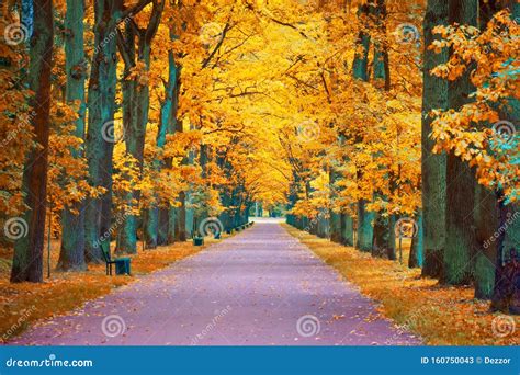 Autumn View Of An Oak Alley With A Footpath And Benches Stock Image