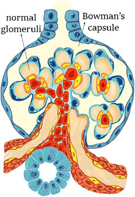 Kidney Histology Cortex Medulla Glomeruli Bowman S Ca