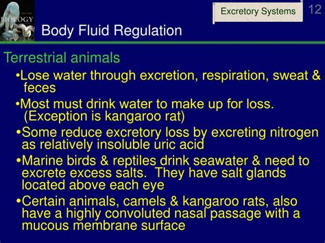 Ppt Ch Excretory Systems Body Fluid Regulation Powerpoint