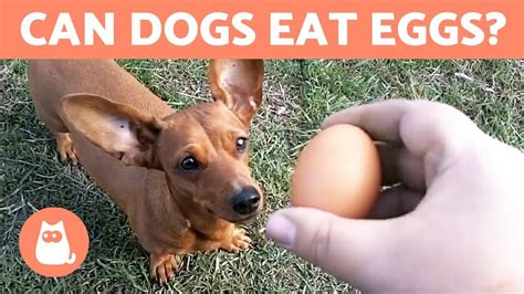 We did not find results for: Can Dogs Eat EGGS? - Raw, Cooked or With Shell? - YouTube