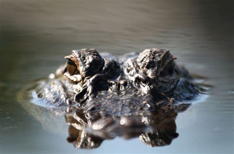 Alligator Turns Heads With Strange Orange Color