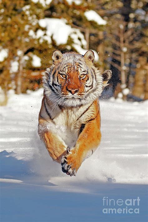 Amur Tiger Running In Snow Photograph By Alan Boutel Fine Art America