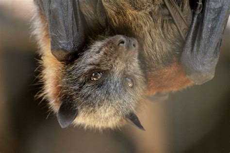 Grey Headed Flying Fox South Australia Photo Fox