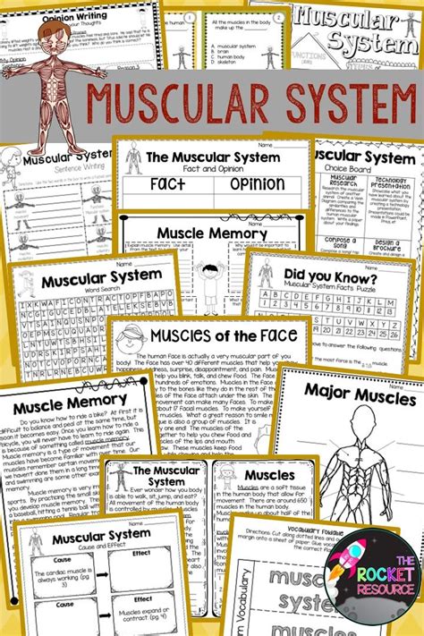 Muscular System Activities Muscles Human Body Systems Muscular