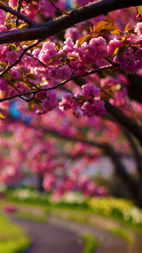 Spring Purple Flowers Tree Alley Bokeh Android Wallpaper Free Download