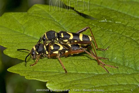 Wasp Beetle Stock Photo Minden Pictures