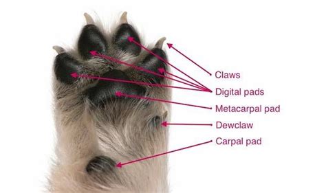 The carpal pads grow on the leg just above the front paws (and if present, dew claws) the latter of which most dogs have on their front legs and some on their hind legs too. 18 Things You Didn't Know About Dog Paws