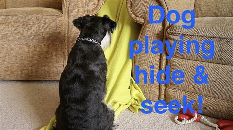 Dog Playing Hide And Seek Youtube