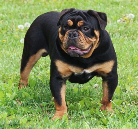 With the trend of designer dogs coming into being over the past two decades, the frenchie has also been crossed with a host of popular purebreds like the. Rottweiler bulldog mix | English bulldog puppies, Old ...