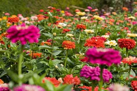 How To Grow Zinnias And The Best Zinnias To Grow For Summer Colour