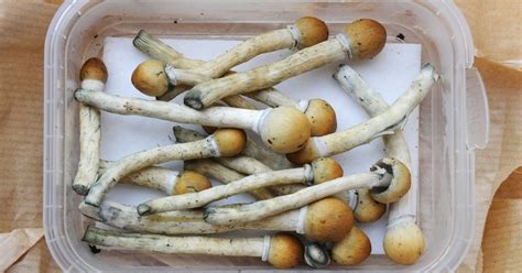 Magic Mushrooms Could Be Used To Treat Depression Metro News