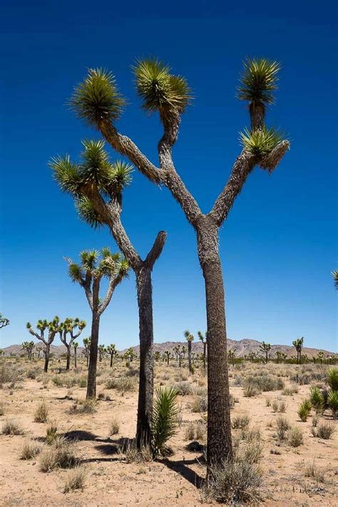 Apr 02, 2019 · the drive from san diego to joshua tree takes approximately 2 hours and 40 minutes whereas, from los angeles, it takes 2 hours and 15 minutes. What to Do in Joshua Tree National Park - California ...