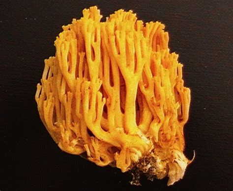 Coral Fungi Mushroom Hunting And Identification Shroomery Message Board