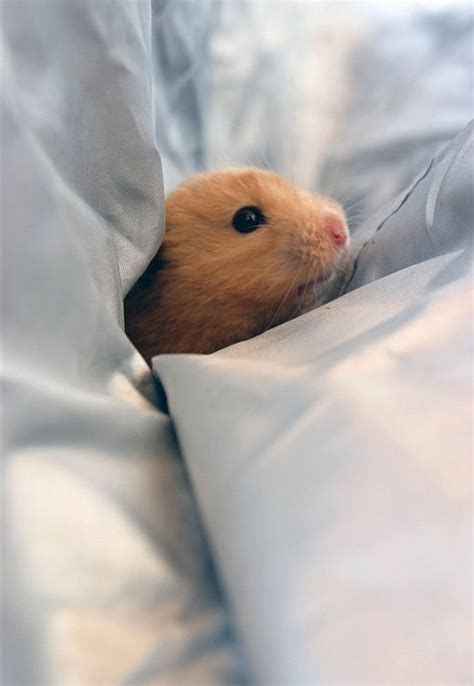 A 30 Cute And Adorable Hamster Photography Collection