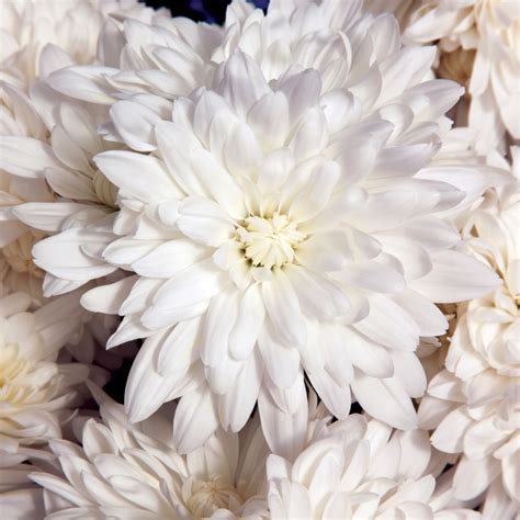 Chrysanthemum Indicum Olympia White Pot Mum Garden Center Marketing