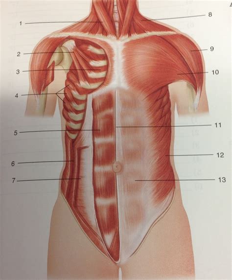 Muscles Of The Trunk Anatomy And Physiology Teaching Science Kinesiology
