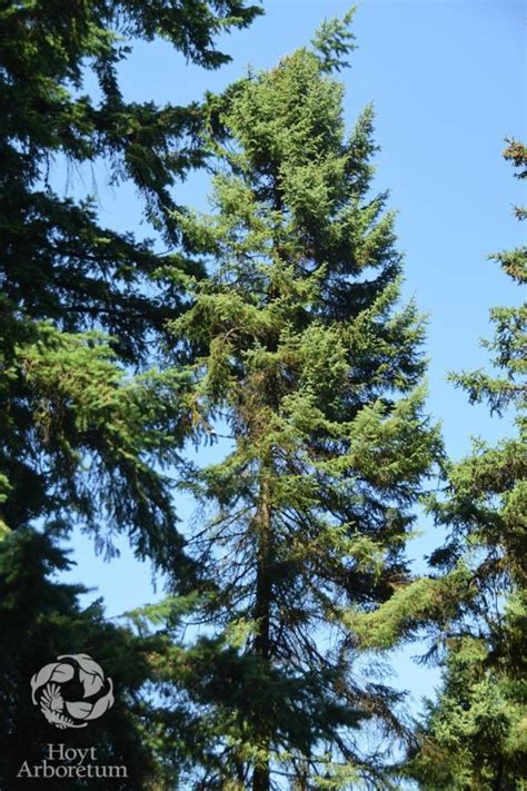 Picea Mariana Black Spruce Hoyt Arboretum Portland Oregon Usa
