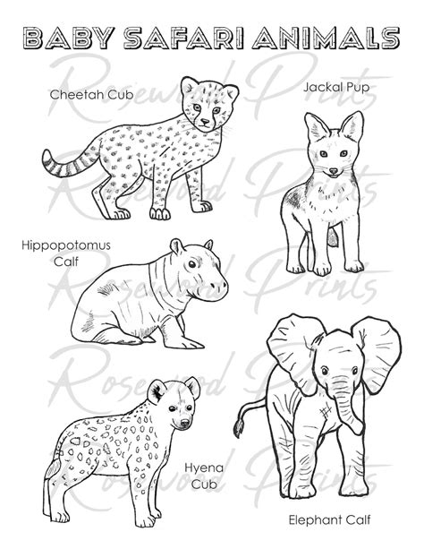 Baby Safari Animals Coloring Pages Etsy