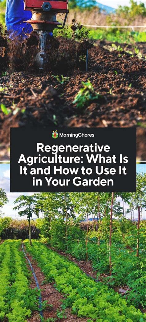 Regenerative Agriculture What Is It And How To Use It In Your Garden