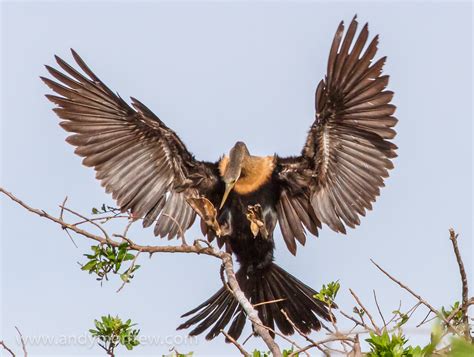 free images wing wildlife beak eagle hawk fauna bird of prey vertebrate landing