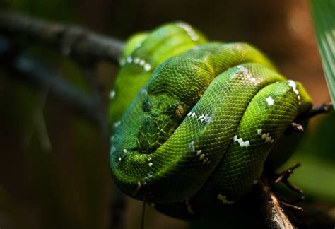 The term snake eyes probably comes from the appearance of the single black dot in each die. Wallpaper Python, Singapore, zoo, Emerald, Green, snake ...