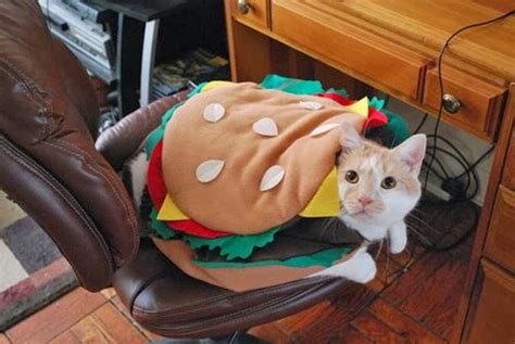 Funny Halloween Costumes For Cats Amazing And Latest