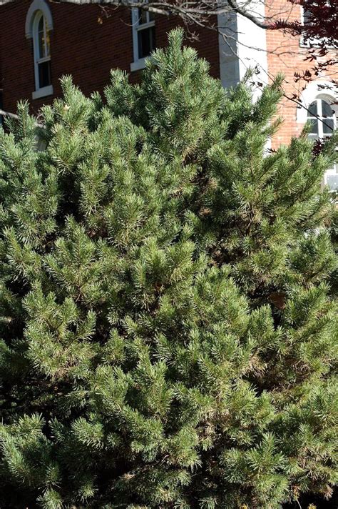 How To Select The Best Trees For Your Yard Trees To Plant Pine
