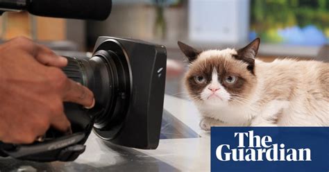 The Greatest Frown In Town Grumpy Cat A Life In Pictures Life And