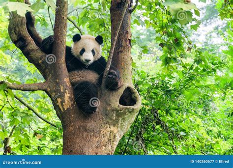 Giant Panda Sitting In Tree And Looking At The Camera Stock Image