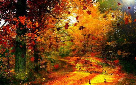 Autumn Leaves Desktop Wallpaper 57 Images