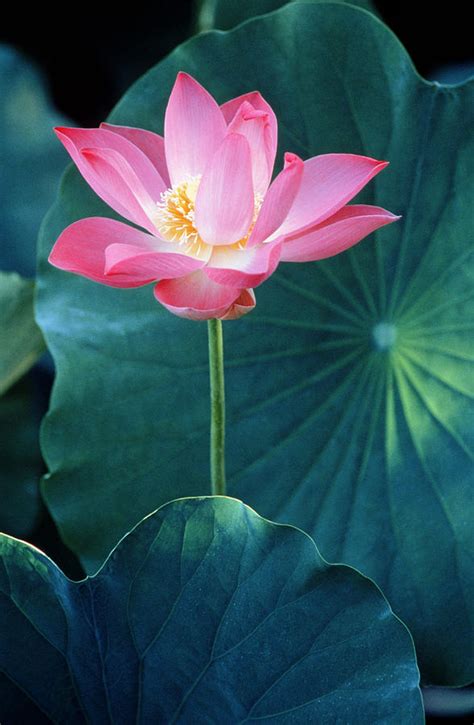 Lotus Flower Nelumbo Sp Close Up By B Tanaka