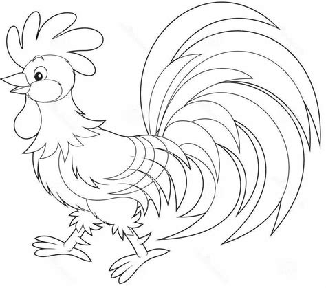 Karakteristik fisik ayam, habitat dan makanan ayam, manfaat ayam bagi manusia Mewarnai Gambar Ayam Jantan - Kreasi Warna
