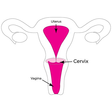 the cervix your gateway to sexual pleasure connection and healing owning your o