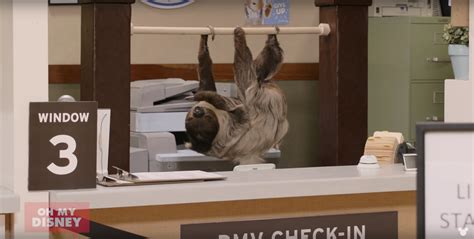 Sloths Take Over A Real Dmv Zootopia News Network