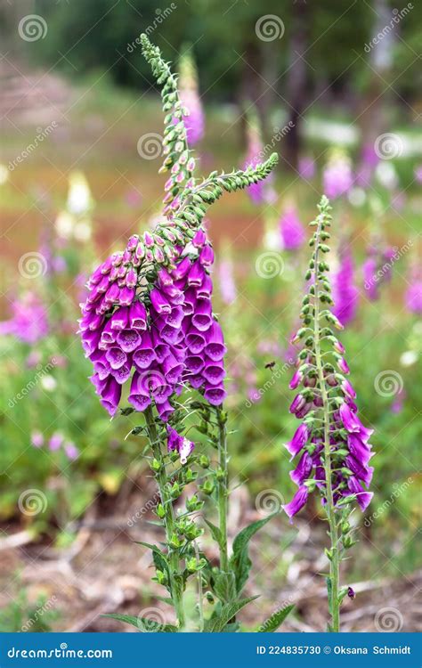 Beautiful Purple Digitalis Or Foxglove Flowers In Forest On Blurred