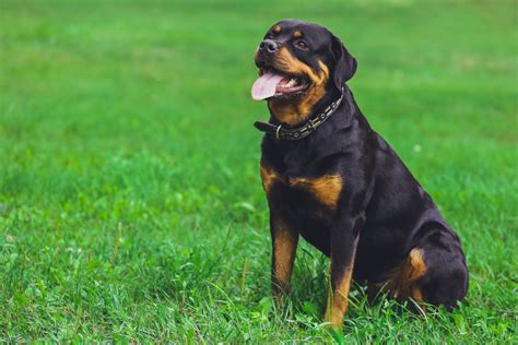 Rottweiler Chow Chow Mix A Complete Guide For Crossbreed Lovers