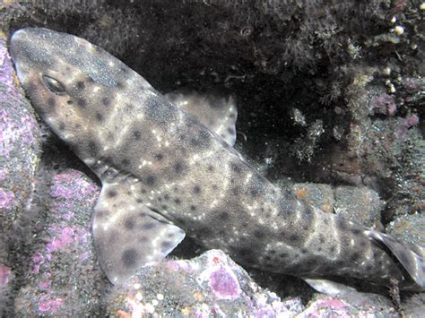 Swell Shark Online Learning Center Aquarium Of The Pacific