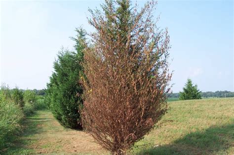 You'd know these worms are present when you notice a silken bag of leaves and bark hanging from the tree limbs. Preventing Bagworms From Killing Leyland Cypress Trees ...