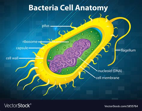 Bacteria Cell Structure Royalty Free Vector Image Hot Sex Picture