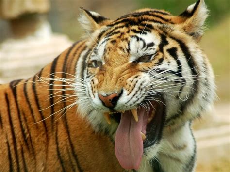 Tiger Sticking His Tongue Out Wallpapers And Images Wallpapers