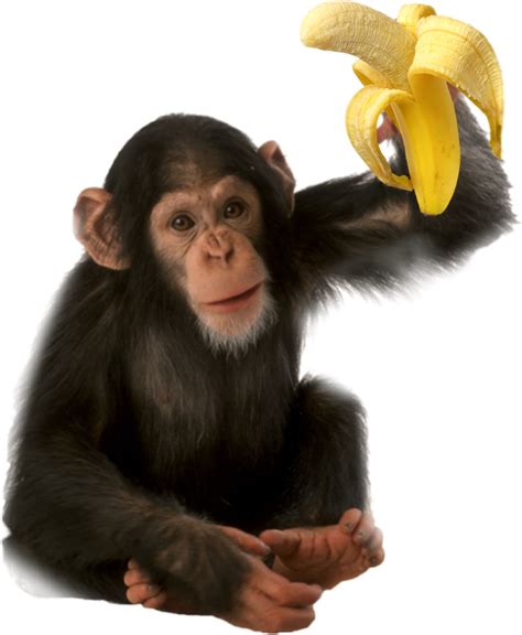 Monkey Bananas Banana Freetoedit Sticker By Donnabrock7