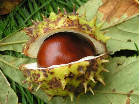 Rambles With A Camera Playing Conkers