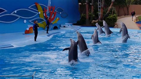 Dolphin Show 2 Zoomarine Portugal Youtube