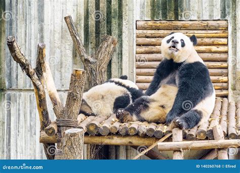 Two Giant Pandas Resting After Breakfast Funny Panda Bear Stock Photo