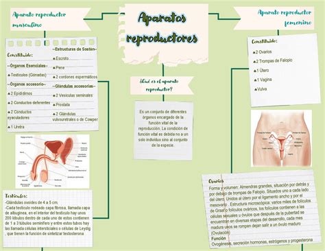 Mapa Conceptual Aparato Reproductor Docx Document Images And Photos