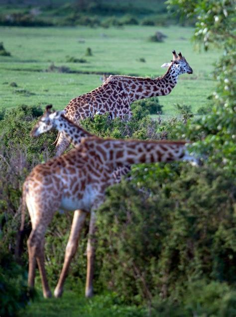 Giraffe With Broken Neck Spotted In Serengeti National Park Has Zig Zag