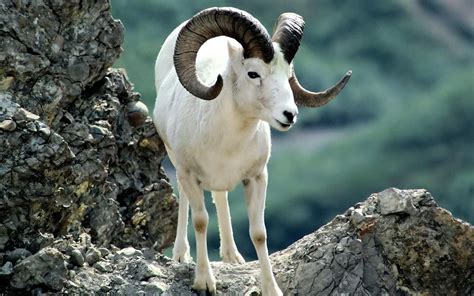 Argali Mountain Sheep Goats Animals Wild Animals