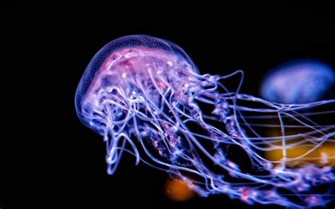 Online Crop Purple Jellyfish Jellyfish Underwater Sea Glowing Hd